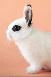 微软谈收购动视暴雪：只有全新游戏才会独占